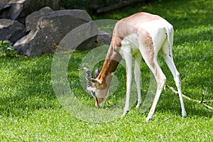 Mhorr gazella eating grass