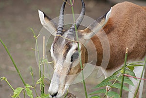 Mhorr Gazelle - Nanger dama mhorr