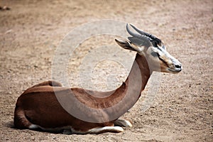 Mhorr gazelle (Nanger dama mhorr).