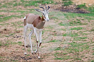 A mhorr gazelle walks in the desert photo