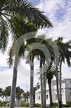 Miami Beach,august 9th:Evergreen Palm Trees in Miami Beach from Florida USA