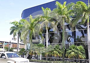 Miami Beach,august 9th:Evergreen Palm Trees in Miami Beach from Florida USA