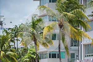 Miami Beach deco architecture and tropical palm tree fronds