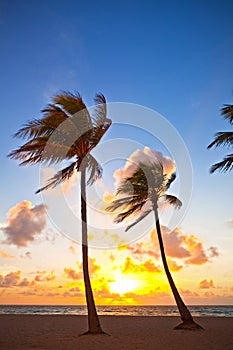 Miami Beach, Florida colorful summer sunrise or sunset with palm trees