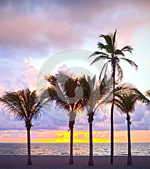 Miami Beach, Florida colorful summer sunrise or sunset with palm trees