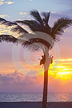 Miami Beach, Florida colorful summer sunrise or sunset with palm trees