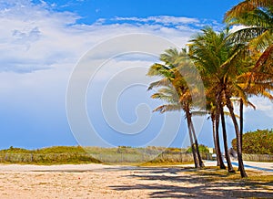 Miami Beach Florida, palm trees on a beautiful summer day