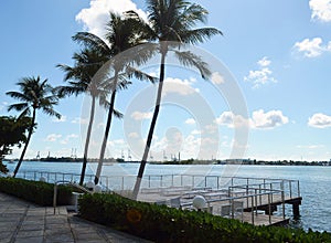 Miami Beach Lifestyle Palm Trees and a Sun Deck