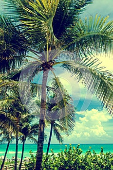 Miami Beach Palms, Retro effect