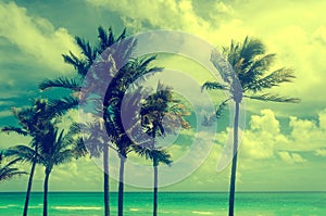Miami Beach Palms - Retro effect