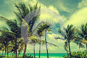 Miami Beach Palms - Retro effect