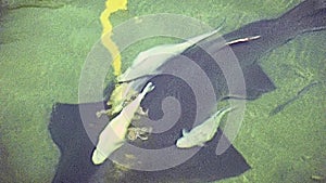 Miami Beach smalltooth sawfish