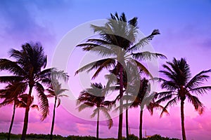 Miami Beach South Beach sunset palm trees Florida