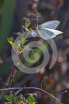 Miami Blue Butterfly Closeup