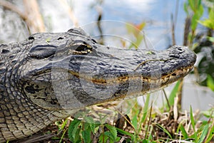 Miami Caiman Head