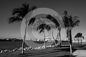 Miami Downtown skyline from South Pointe Park with Palms. Black and White.