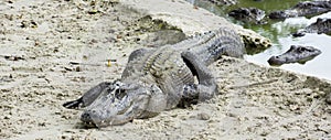 Miami, Florida, USA - Everglades Alligator Farm