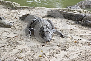 Miami, Florida, USA - Everglades Alligator Farm