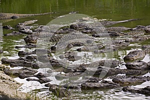 Miami, Florida, USA - Everglades Alligator Farm photo