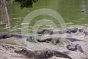Miami, Florida, USA - Everglades Alligator Farm photo