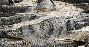 Miami, Florida, USA - Everglades Alligator Farm photo