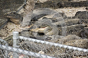 Miami, Florida, USA - Everglades Alligator Farm photo