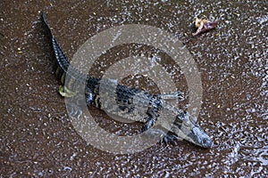Miami, Florida, USA - Everglades Alligator Farm photo