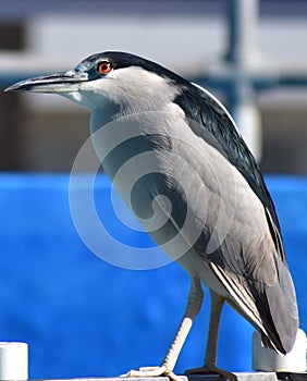 Miami, Florida - USA - January 08, 2016: Bird at Miami Seaquairum