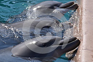 Miami, Florida - USA - January 08, 2016: Dolphins at Miami Seaquarium