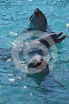 Miami, Florida - USA - January 08, 2017: Dolphins at Seaquarium