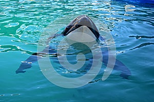Miami, Florida - USA - January 08, 2017: Killer Whale Swimming