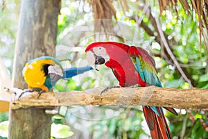 Miami, Florida / USA- May 26, 2019: Colorful Macaws true Parrots on a stick outdoors at Parrot Jungle park on Watson Island