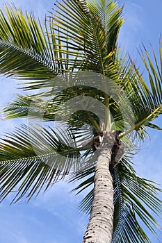 Miami Palm Tree