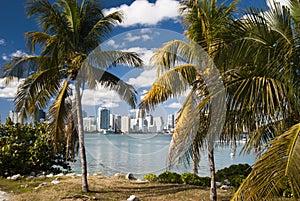 Miami Skyline photo