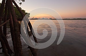 Miami skyline with mangroves