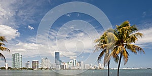 Miami skyline and palms