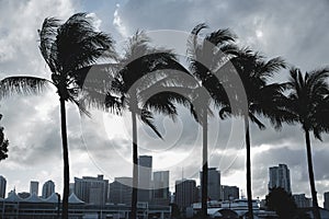 Miami skyline sunset with palm trees Florida