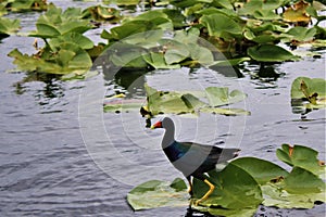 Miami, United States - An alligator in water of the Everglades National Park