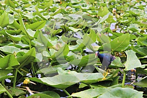 Miami, United States - An alligator in water of the Everglades National Park