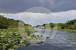 Miami, United States - An alligator in water of the Everglades National Park