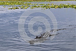 Miami, United States - An alligator in water of the Everglades National Park