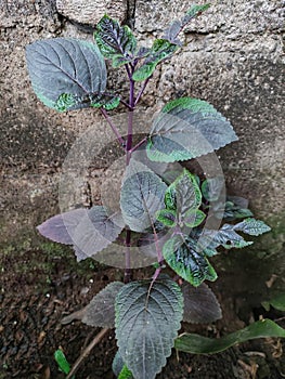 Miana or iler plants