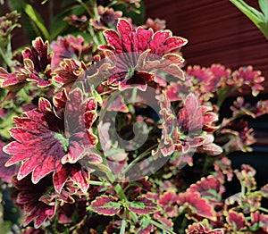 Miana leaves are ornamental plants with a beautiful blend of red green purple colors