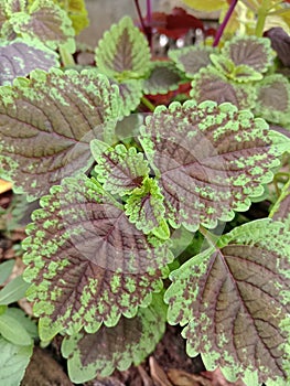 miana leaves are predominantly purple with green sides photo