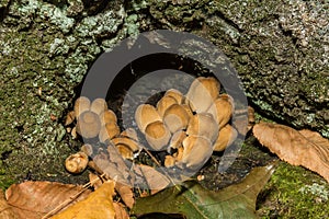 Mica Cap - Coprinellus micaceus