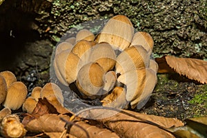 Mica Cap - Coprinellus micaceus