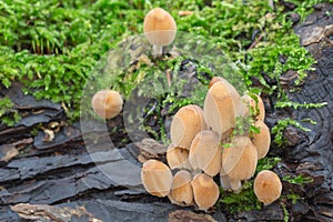 Mica cap - Coprinus micaceus