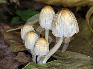 Mica Cap Mushrooms - Coprinellus micaceus