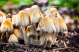 Mica cap wild mushroom. Coprinus micaceus.