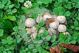 Mica Caps Mushrooms with a Slug